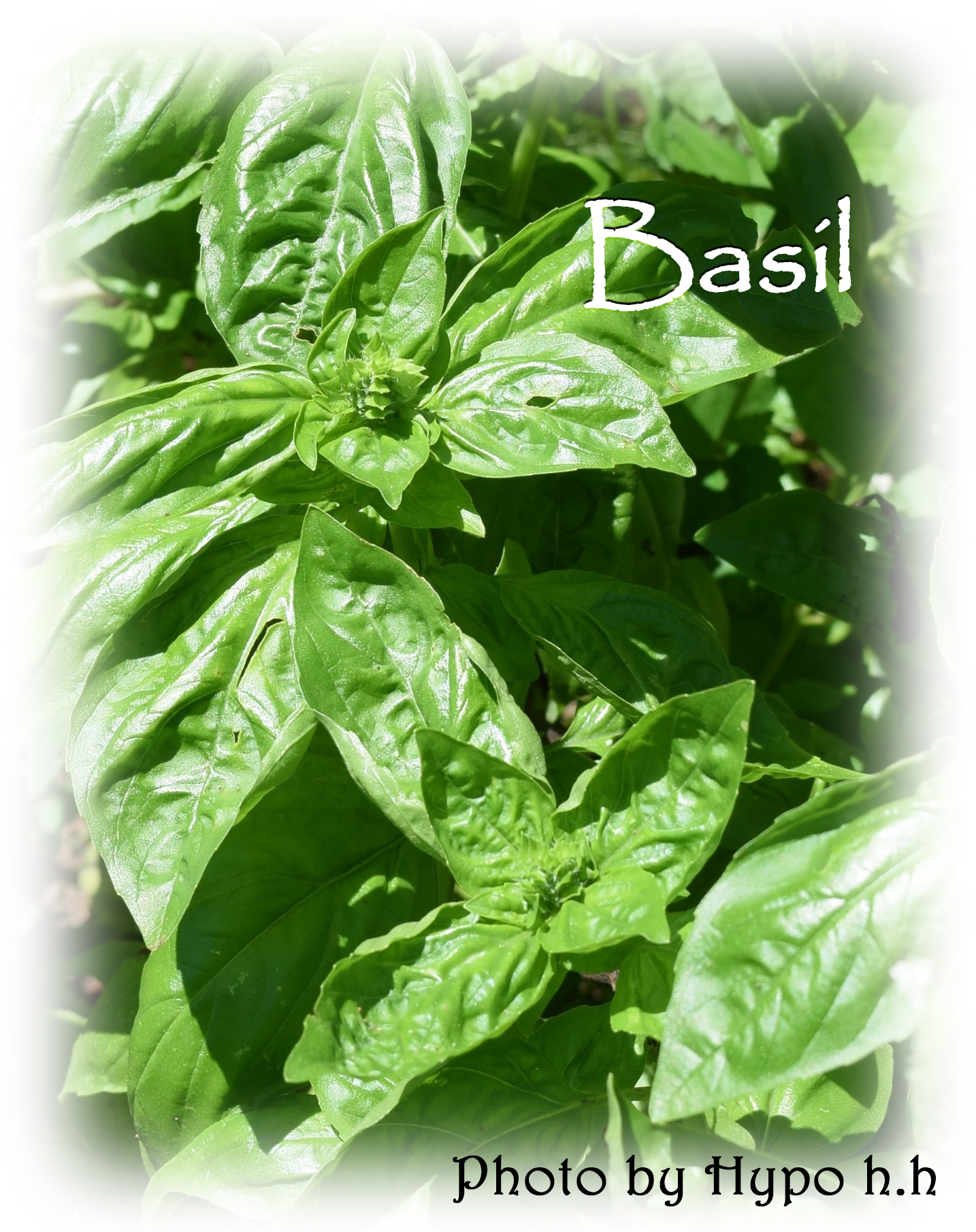 basil