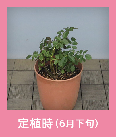 定植時（6月下旬）