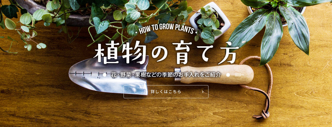 植物の育て方