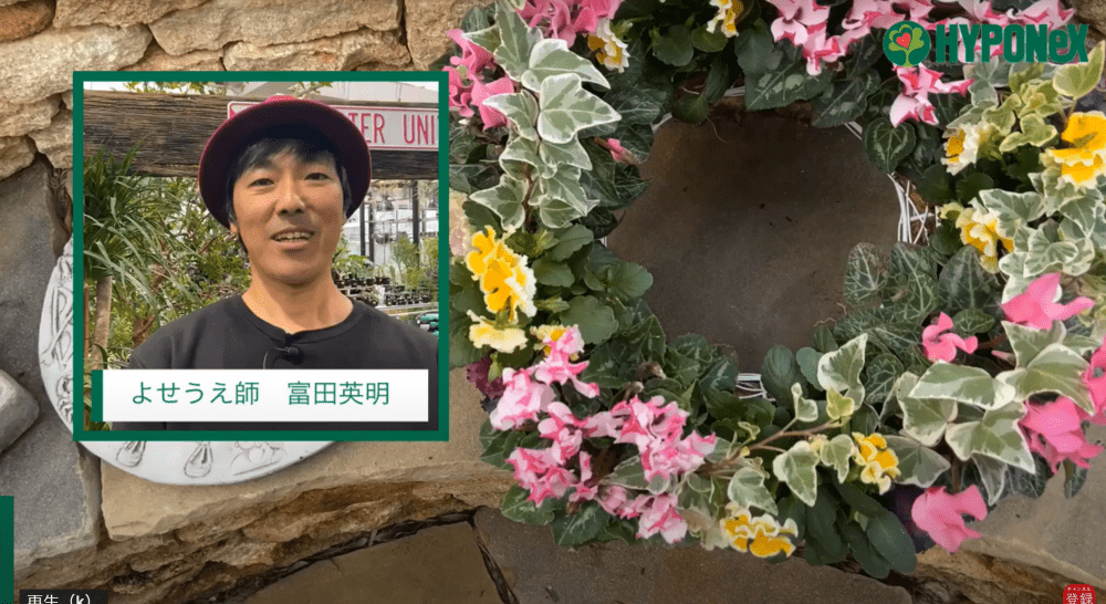 パンジーとシクラメンの可愛いリングバスケット の寄せ植え