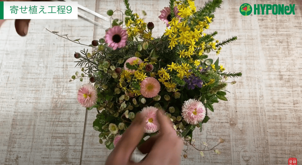 ゴールデンクラッカーを使った早春の寄せ植え