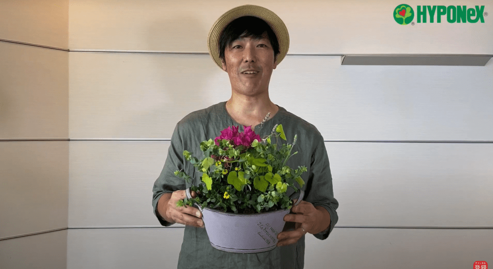 ブーゲンビリアのお洒落な寄せ植え