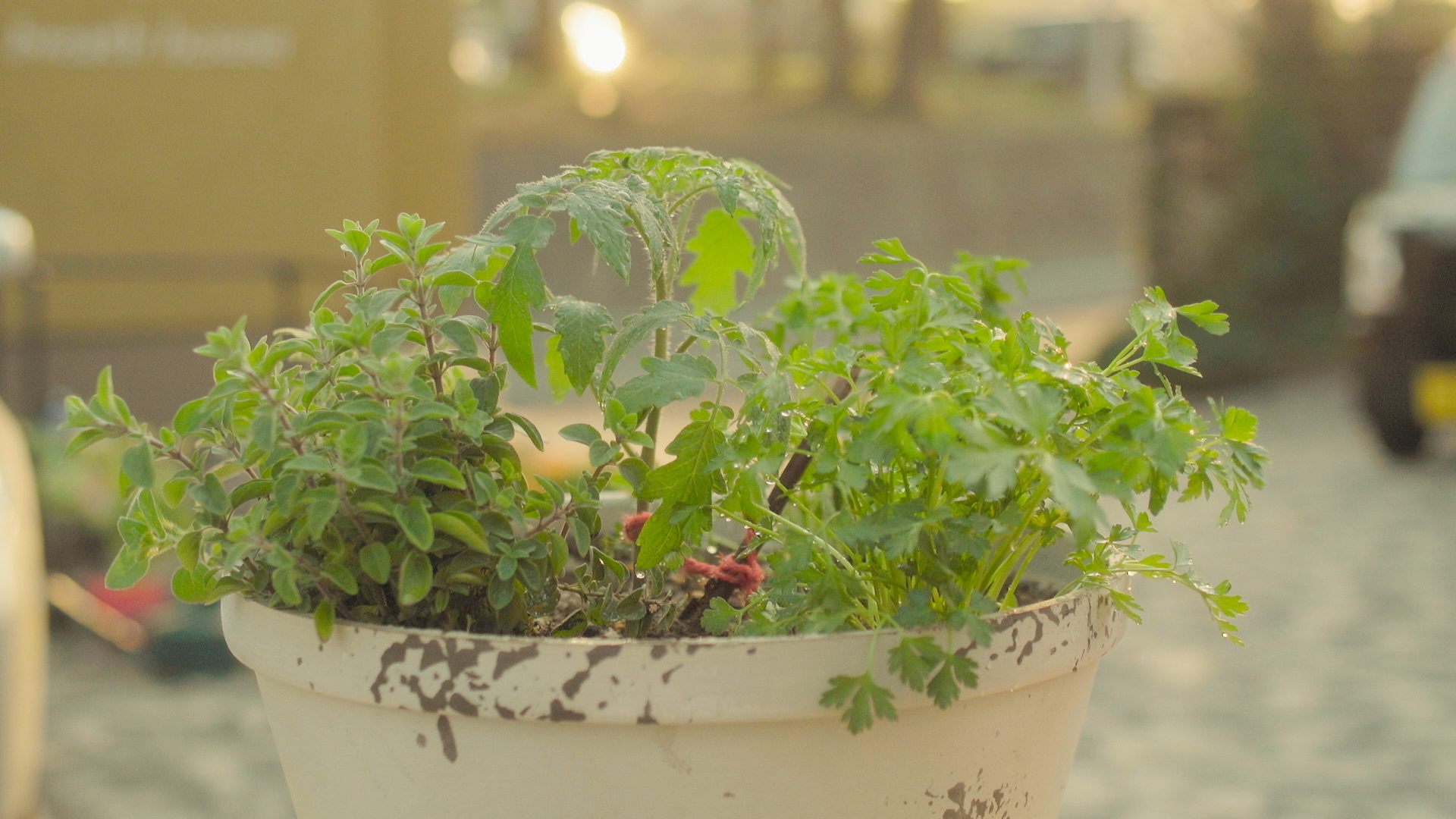 ミニトマトとハーブの寄せ植え