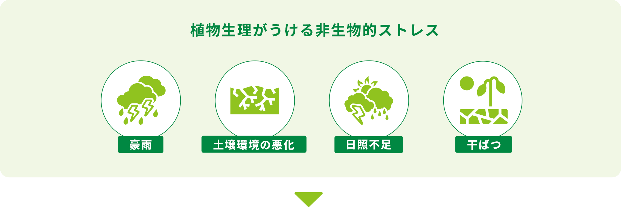 植物生理がうける非生物的ストレス 「豪雨」「土壌環境の悪化」「日照不足」「干ばつ」