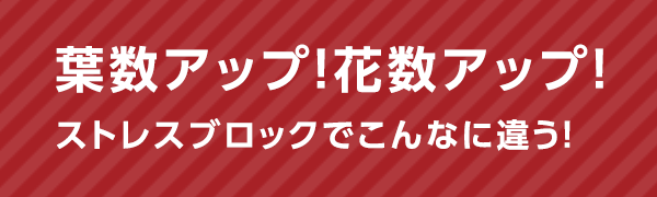 葉数アップ！花数アップ！ストレスブロックでこんなに違う！