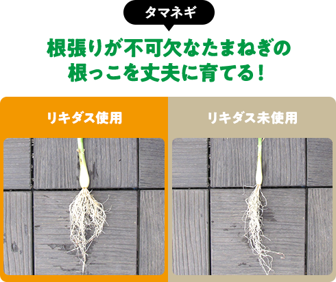 【タマネギ】根張りが不可欠なたまねぎの根っこを丈夫に育てる！