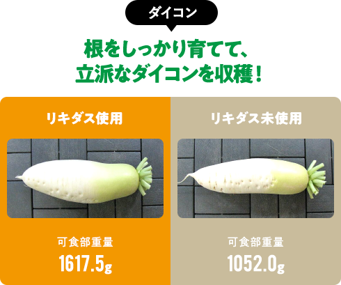 【ダイコン】根をしっかり育てて、立派なダイコンを収穫！