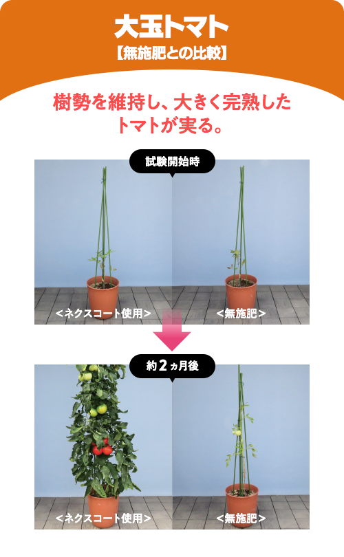 大玉トマト【無施肥との比較】