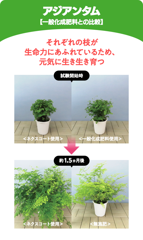 アジアンタム【一般化成肥料との比較】