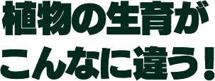 植物の生育がこんなに違う!