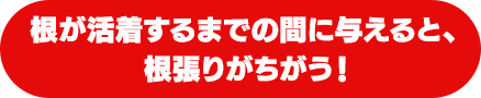 根が活着するまでの間に与えると、根張りがちがう!