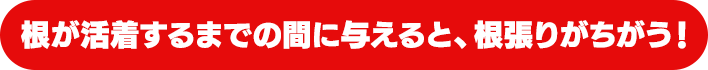 根が活着するまでの間に与えると、根張りがちがう!